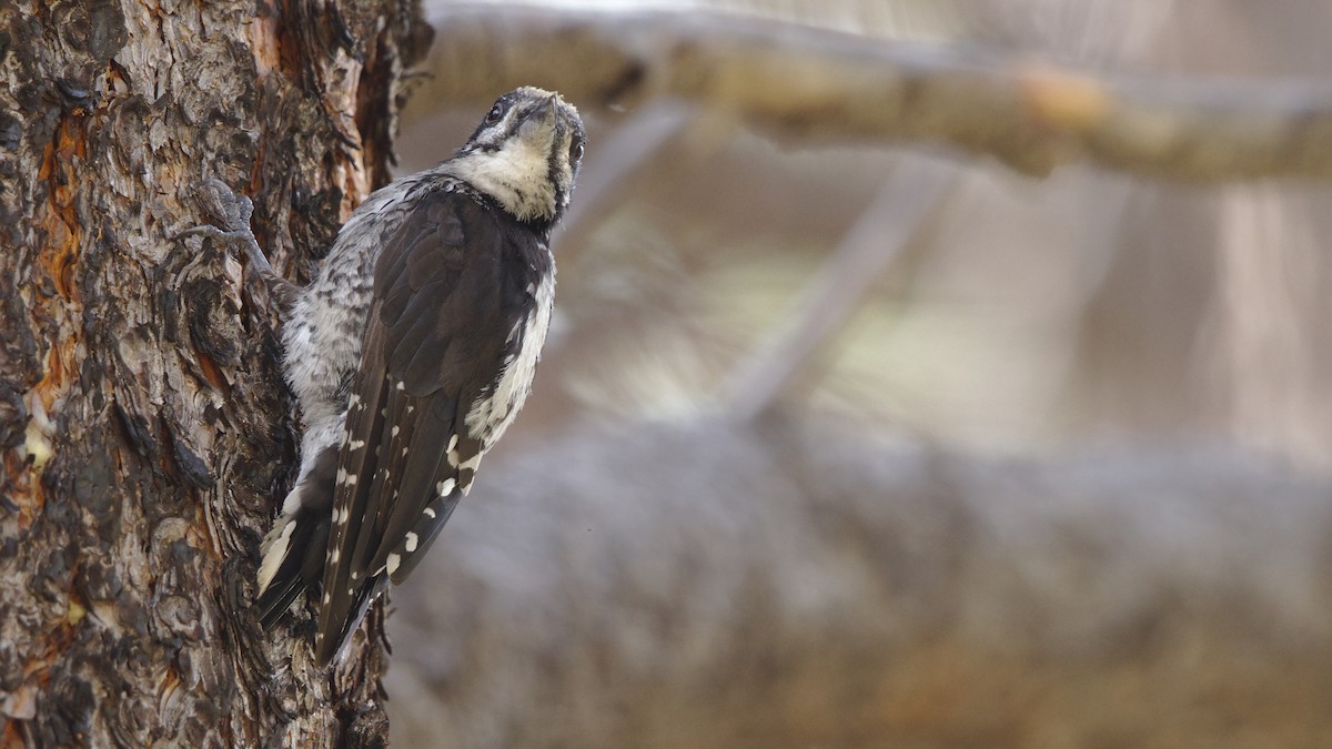 American Three-toed Woodpecker - Mark Scheel