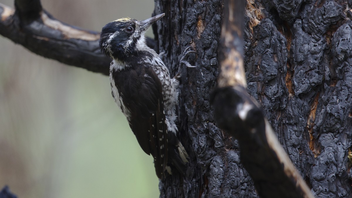 American Three-toed Woodpecker - Mark Scheel