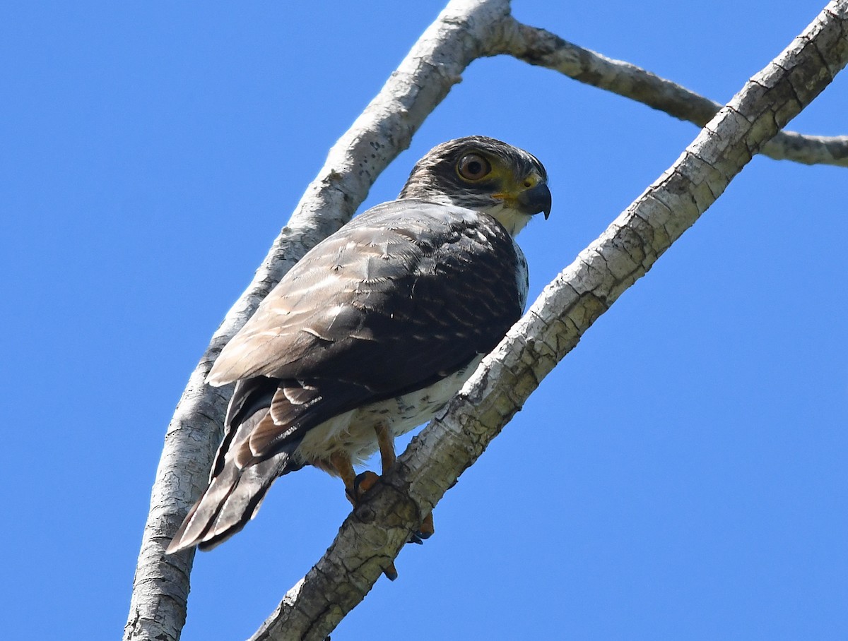 Double-toothed Kite - ML608105671
