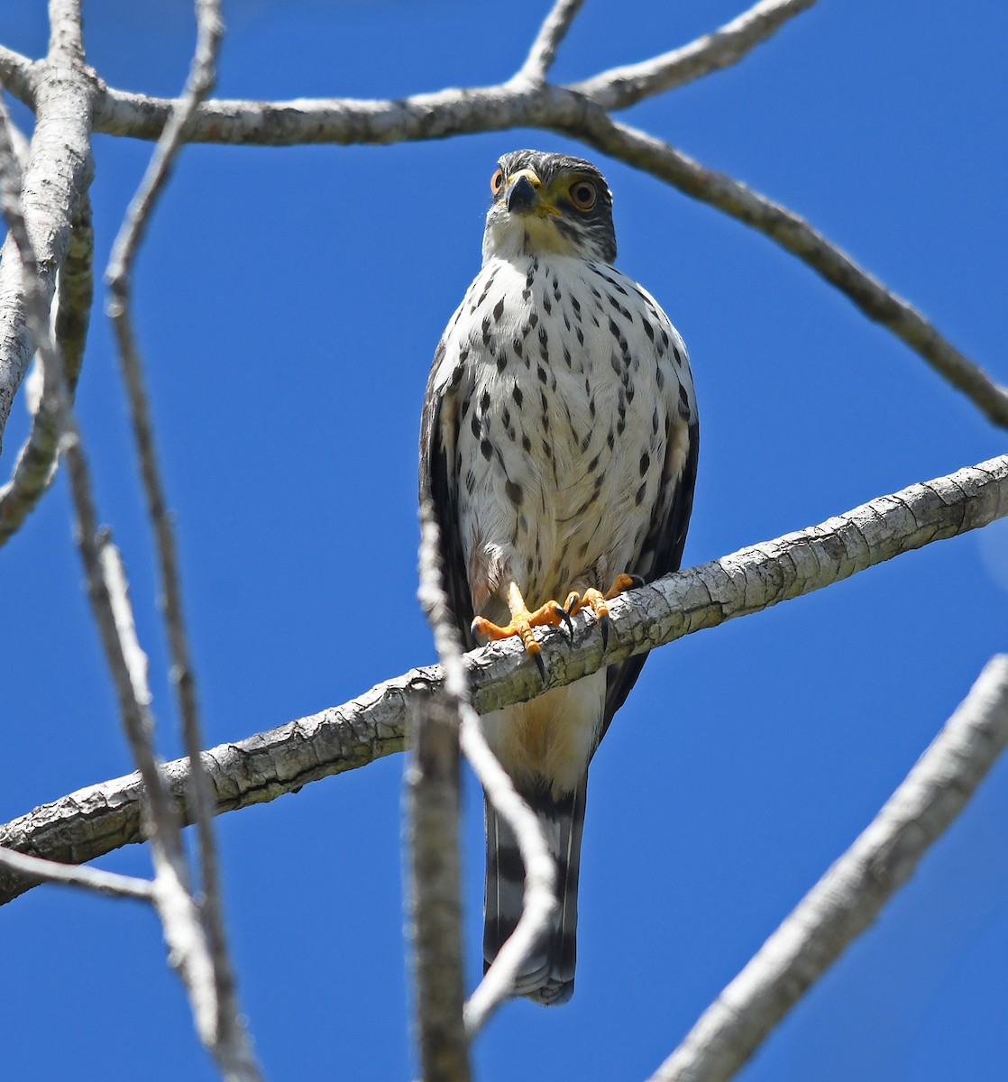 Double-toothed Kite - ML608105681
