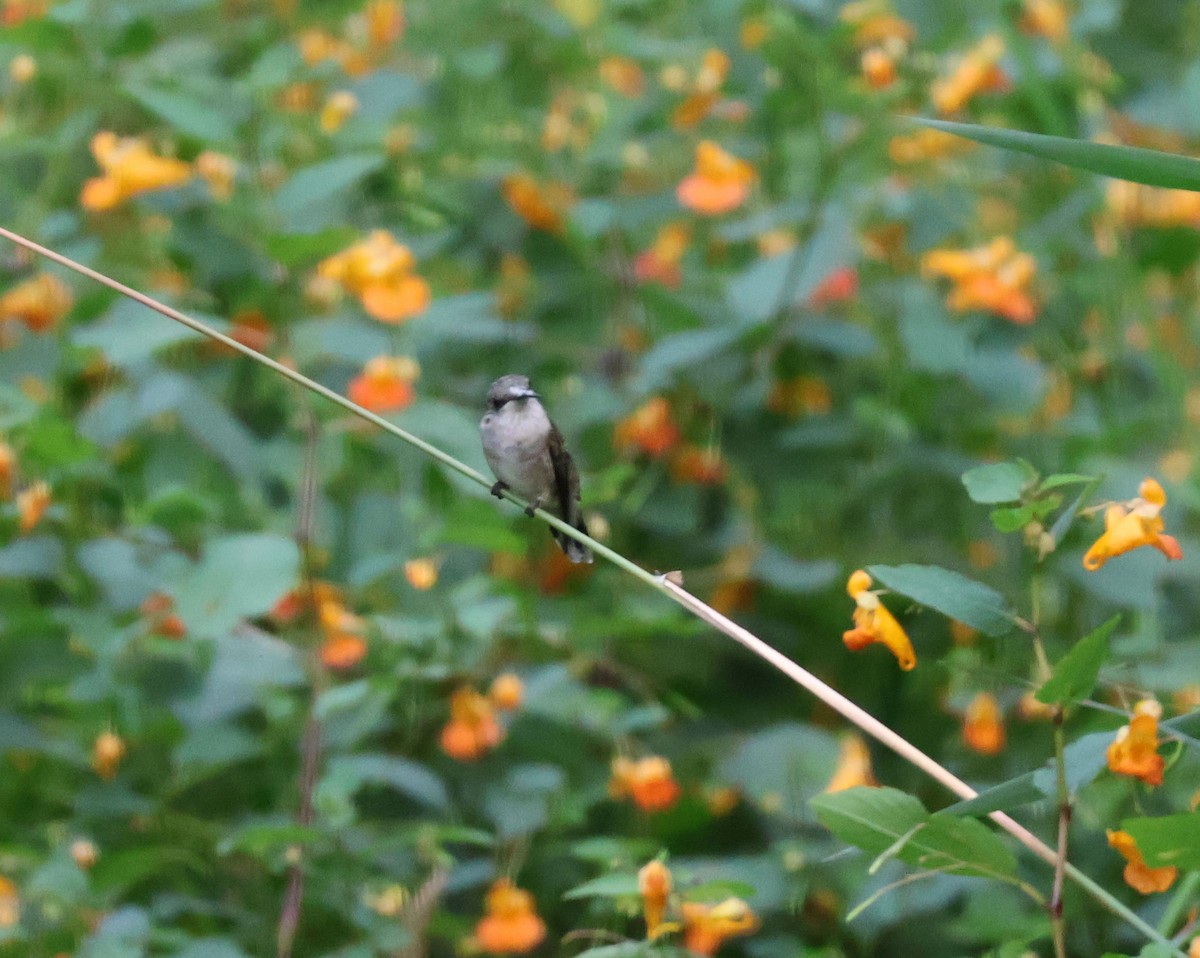 Ruby-throated Hummingbird - ML608106101