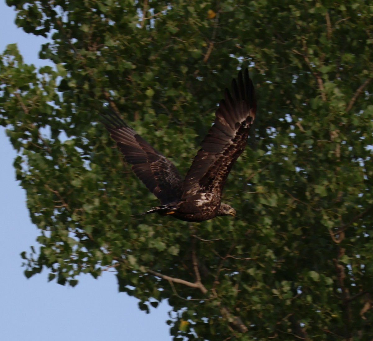 Bald Eagle - ML608106211