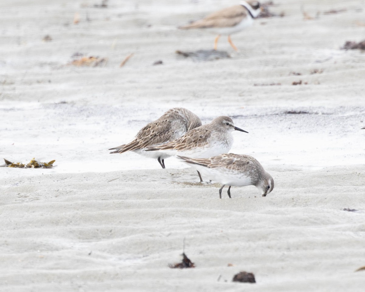 Weißbürzel-Strandläufer - ML608106271