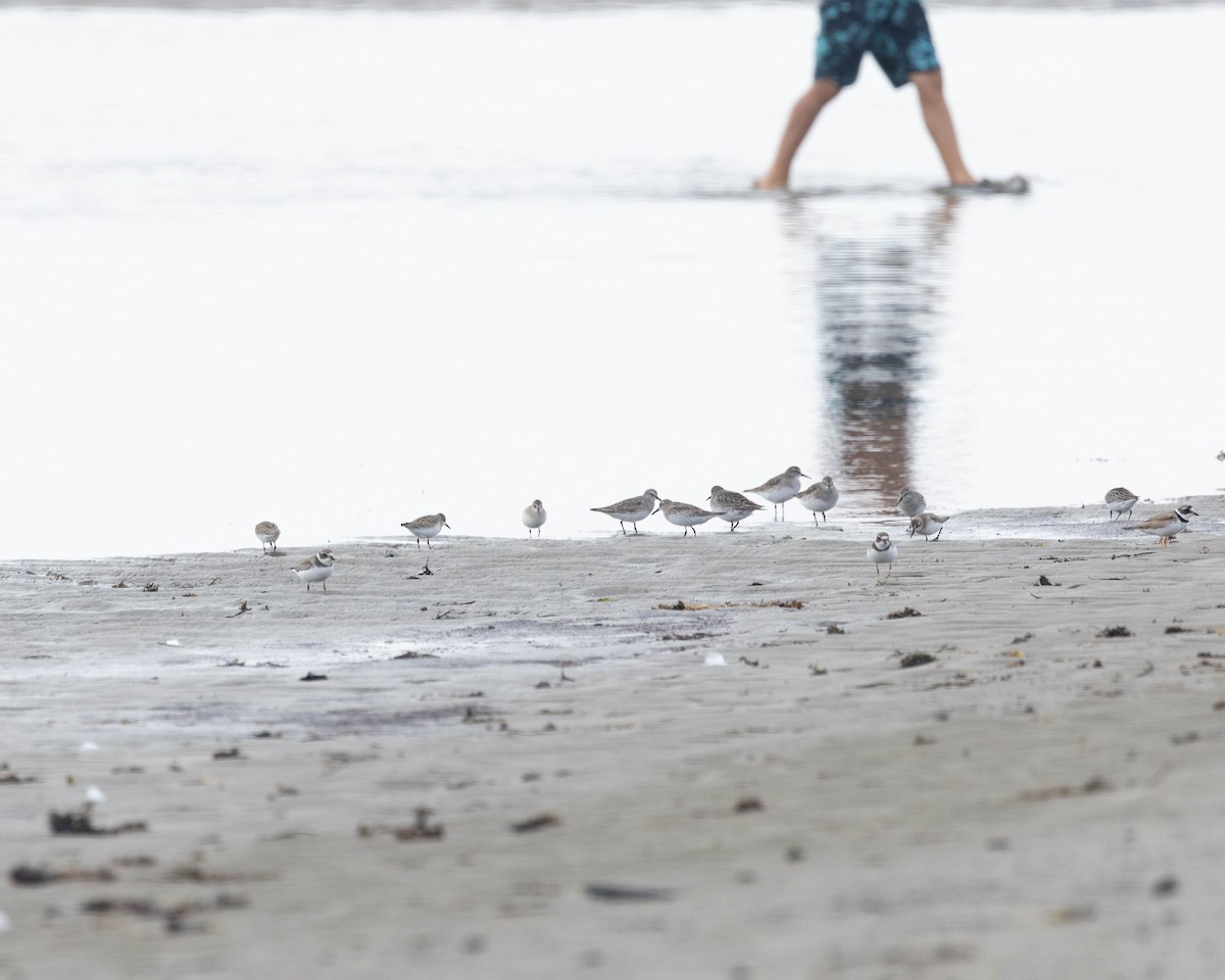 Weißbürzel-Strandläufer - ML608106281