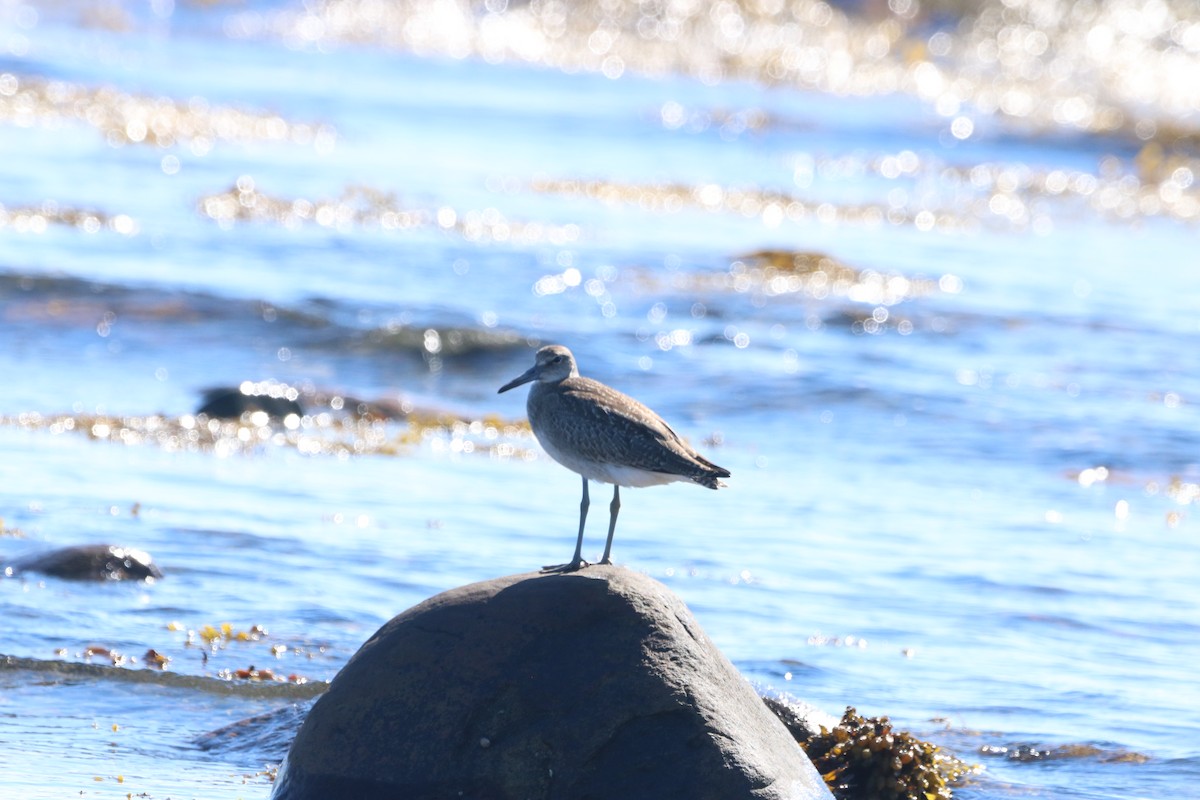 Willet - ML608106651