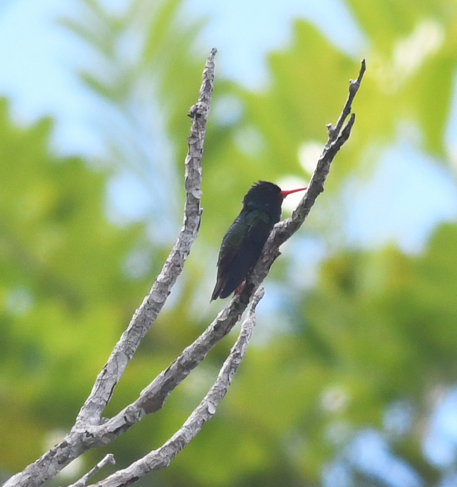 Rufous-throated Sapphire - ML608106731