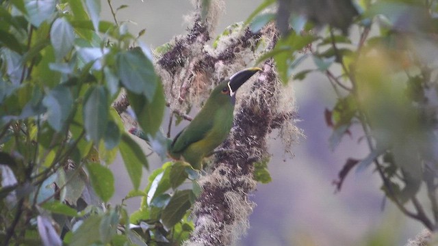 Toucanet à gorge blanche - ML608107491