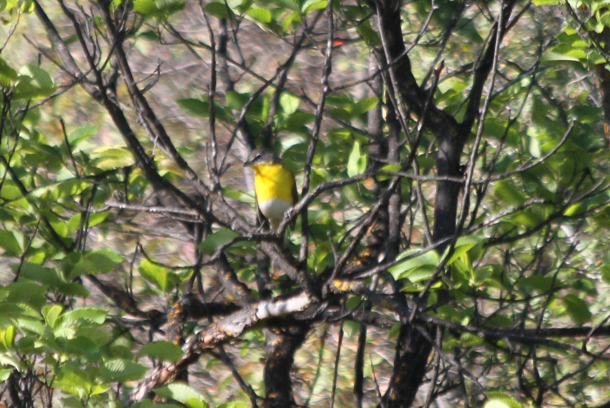 Yellow-breasted Chat - ML608107881