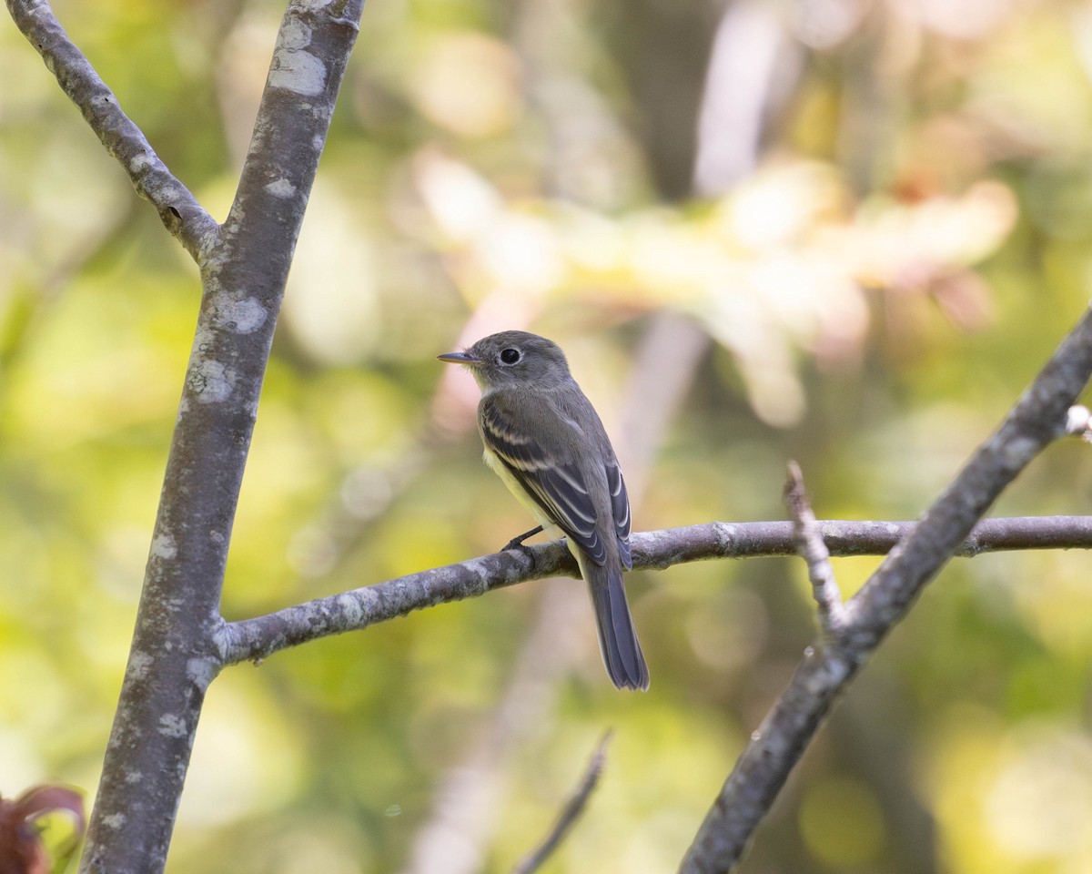 Alder Flycatcher - ML608108101