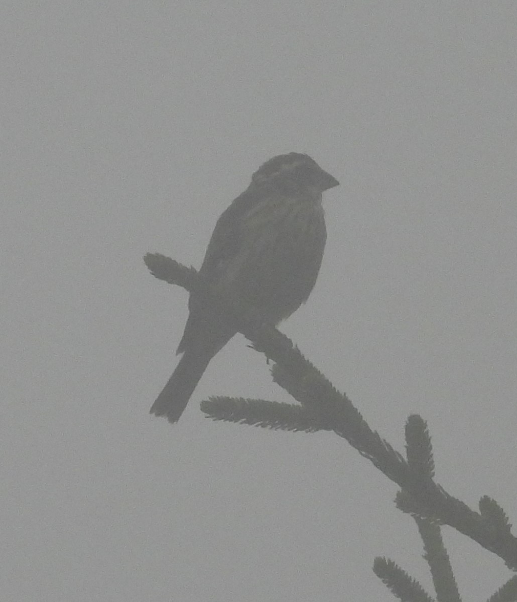 Rose-breasted Grosbeak - ML608108141