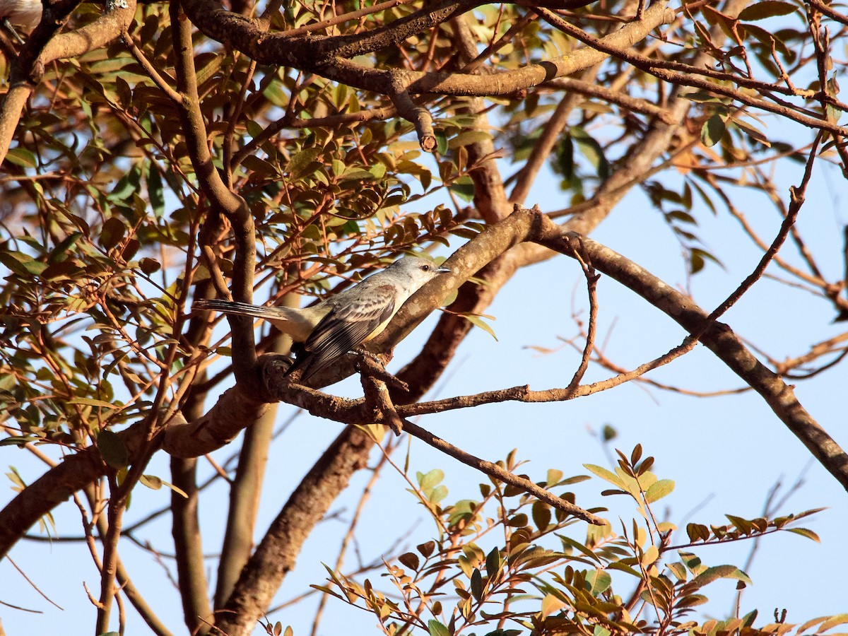 Suiriri Flycatcher - ML608108501