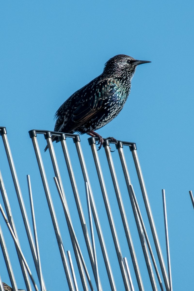 European Starling - ML608108601