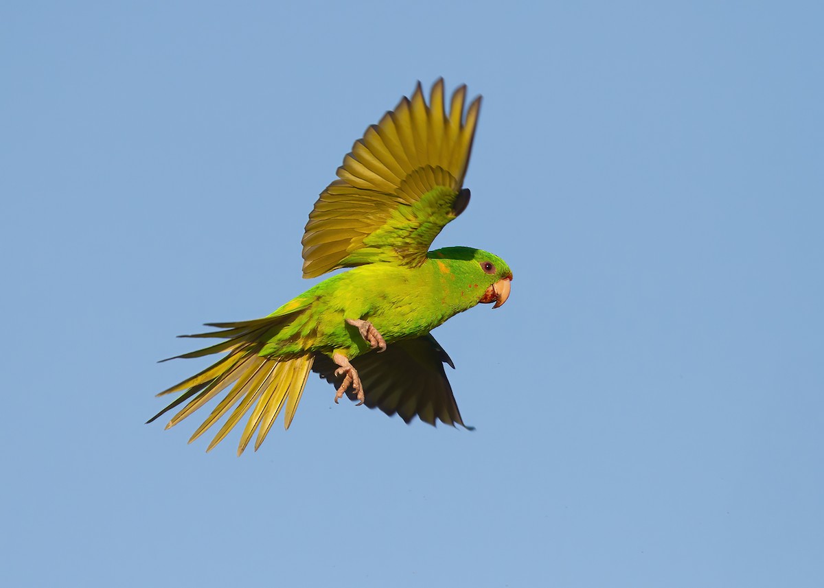 Green Parakeet - ML608108871