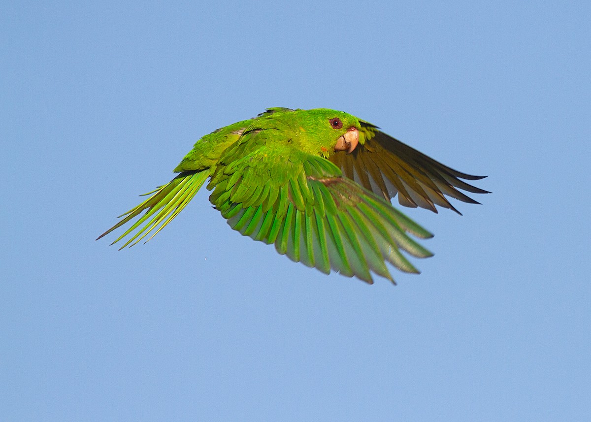 Green Parakeet - ML608108881