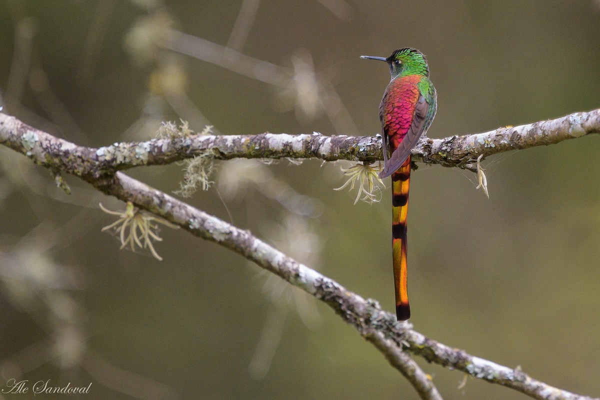 Red-tailed Comet - ML608108941