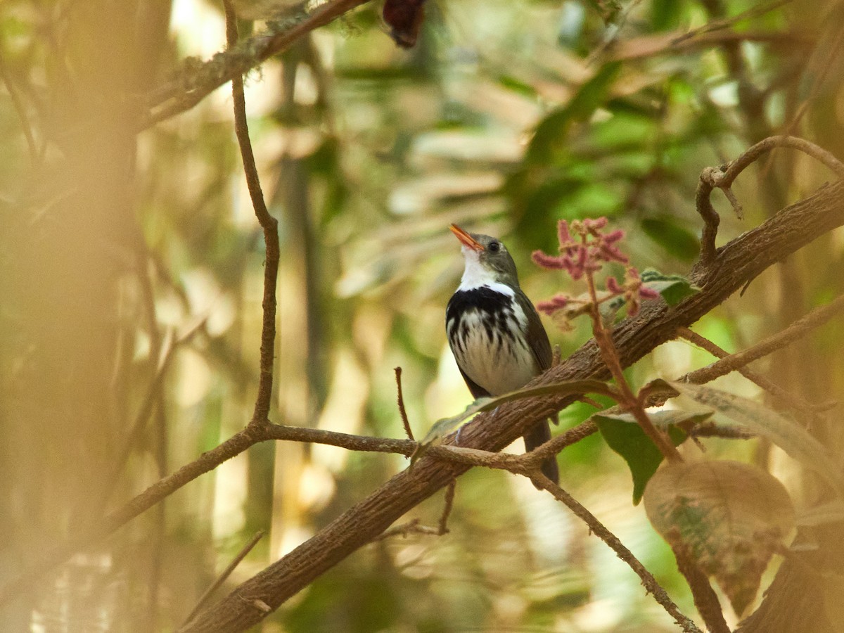 Southern Antpipit - ML608109381