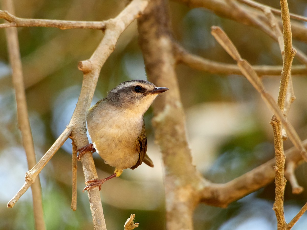 Golden-crowned Warbler - ML608109871