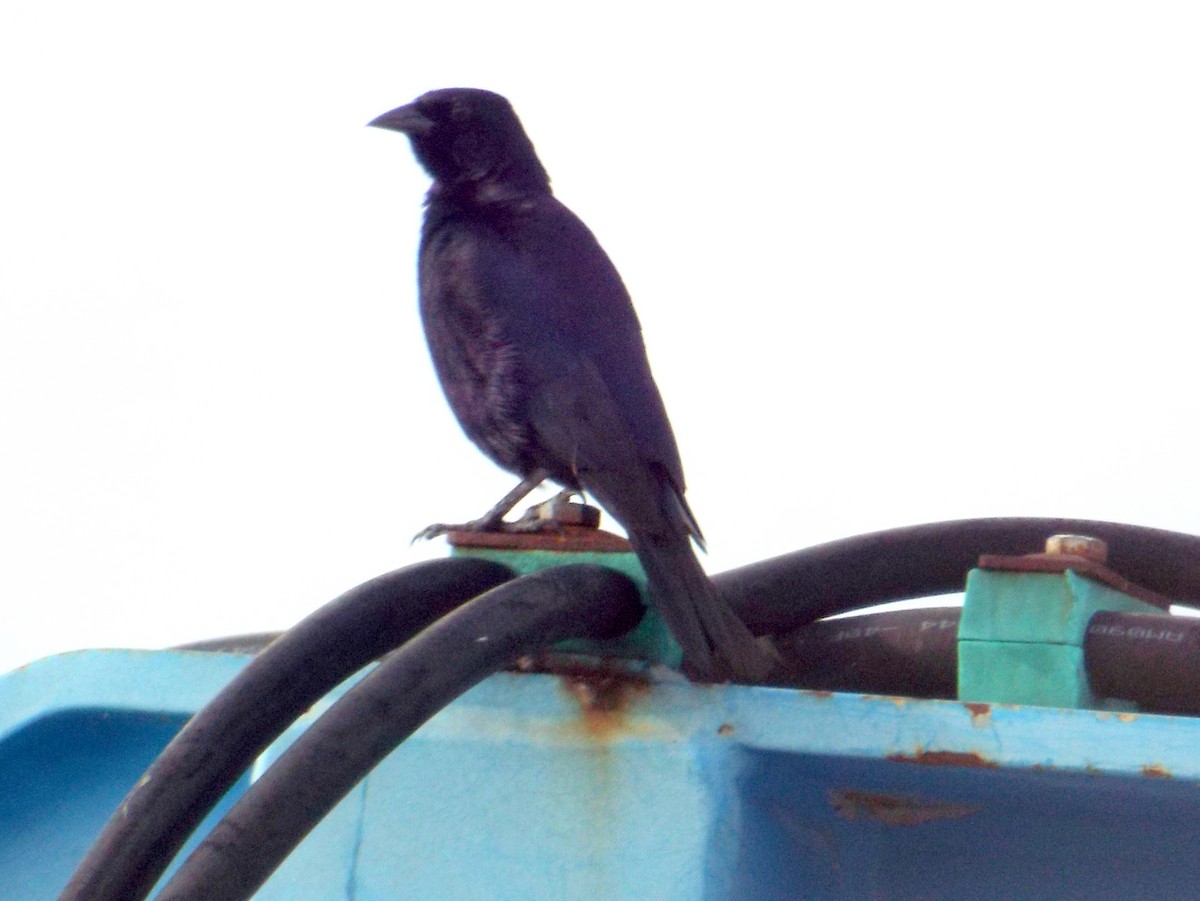 Shiny Cowbird - ML60811051