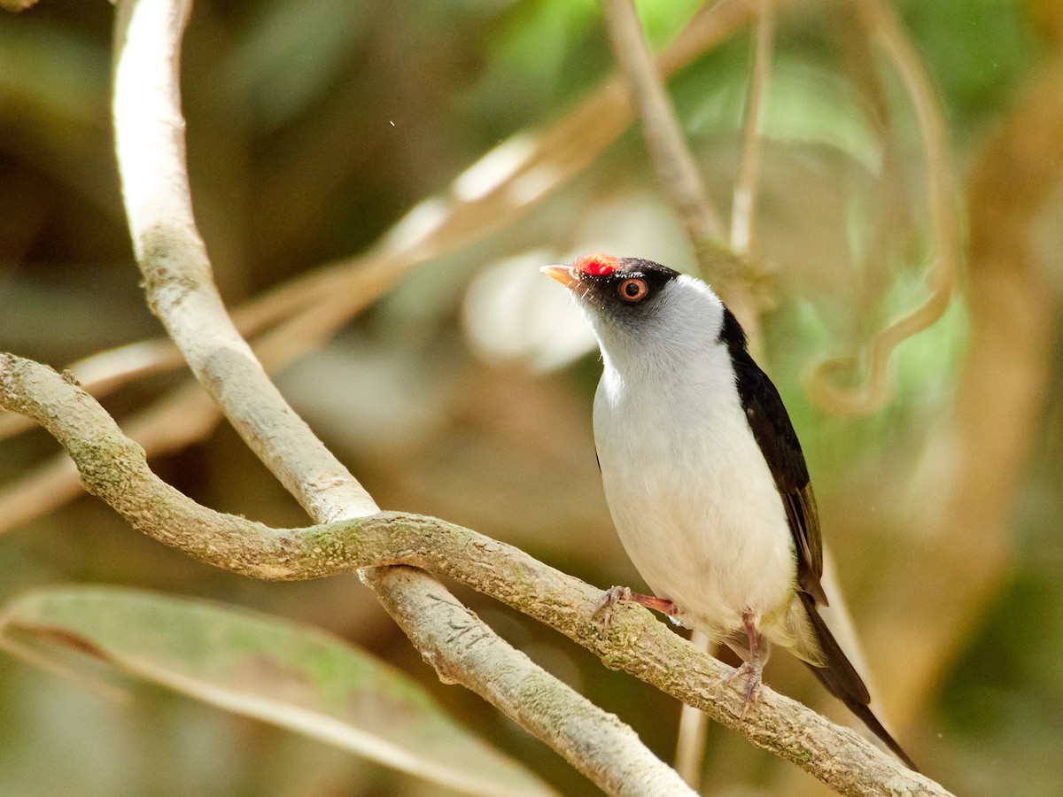 Pin-tailed Manakin - ML608110511