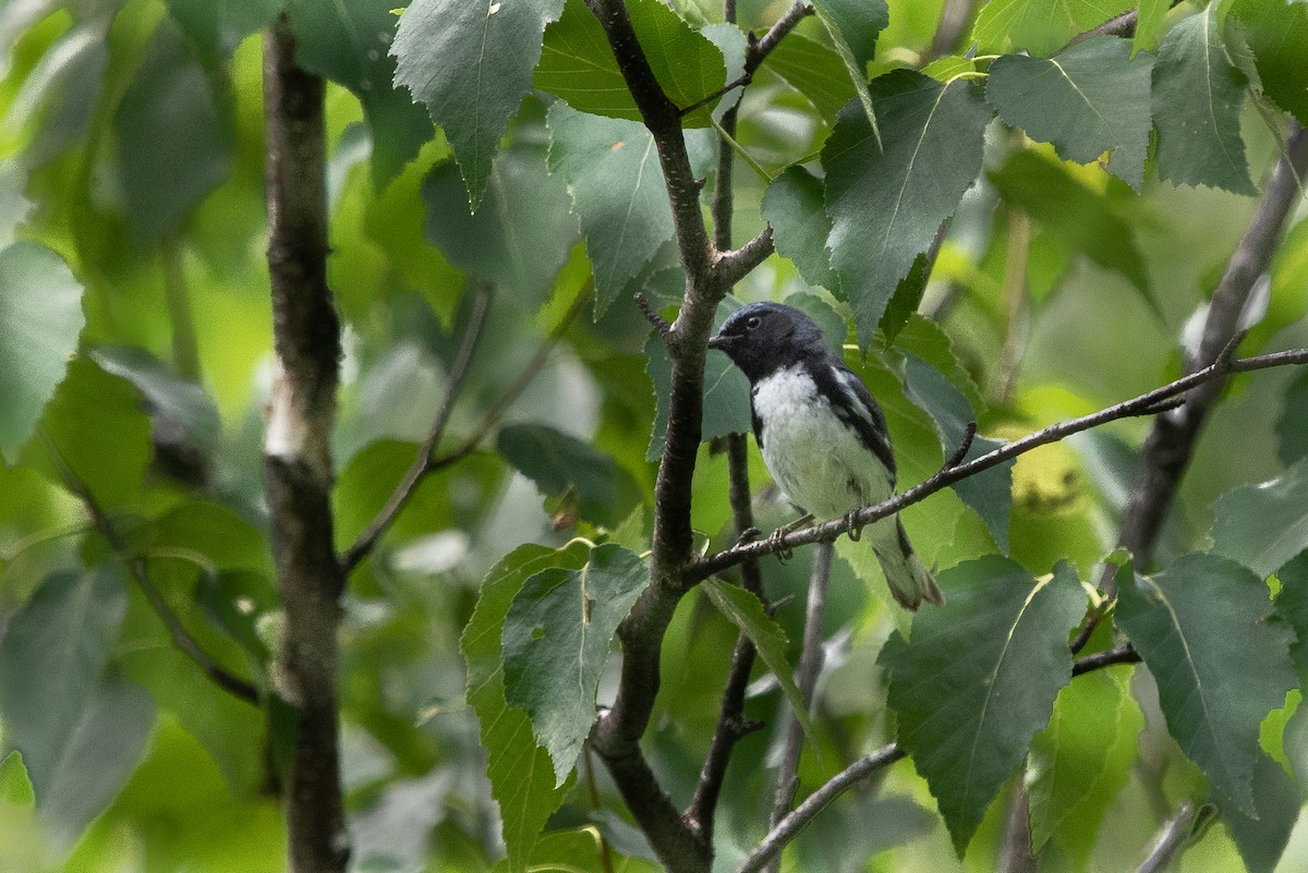 Black-throated Blue Warbler - ML608110771