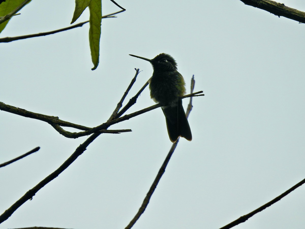 Rivoli's Hummingbird - ML608112491