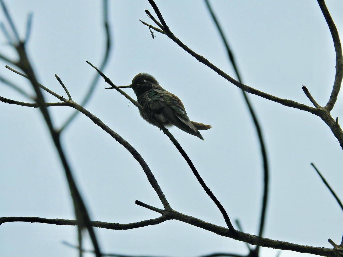 Rivoli's Hummingbird - ML608112501
