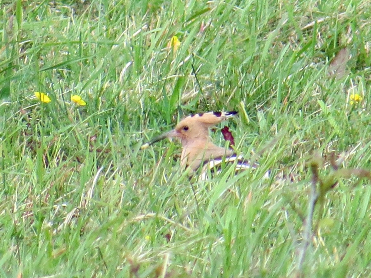 Eurasian Hoopoe - ML60811271