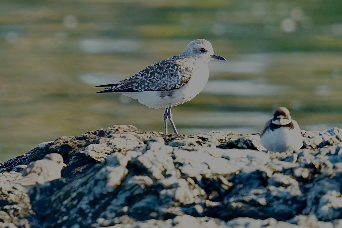 Black-bellied Plover - Bob Plohr