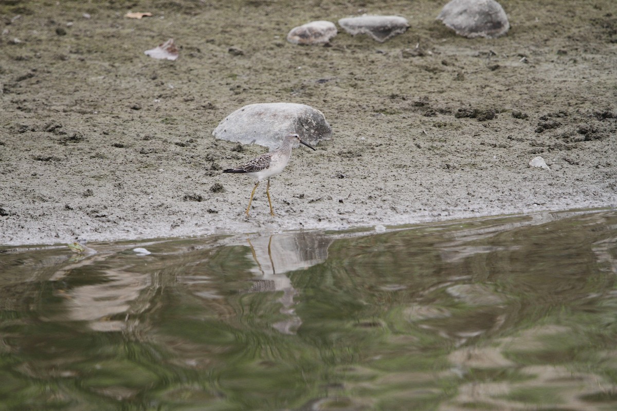 Stilt Sandpiper - ML608113051