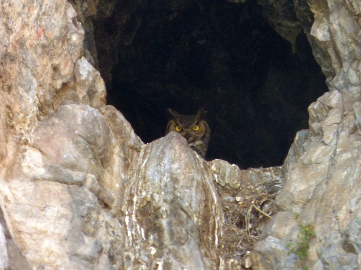 Great Horned Owl - ML60811421