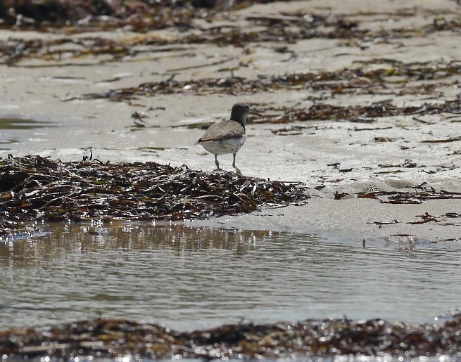 Spotted Sandpiper - Fawn Bowden