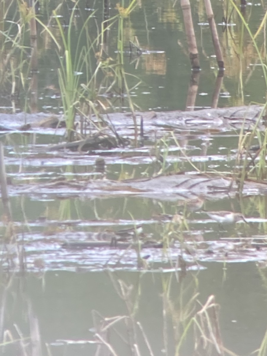 Semipalmated Sandpiper - ML608114401