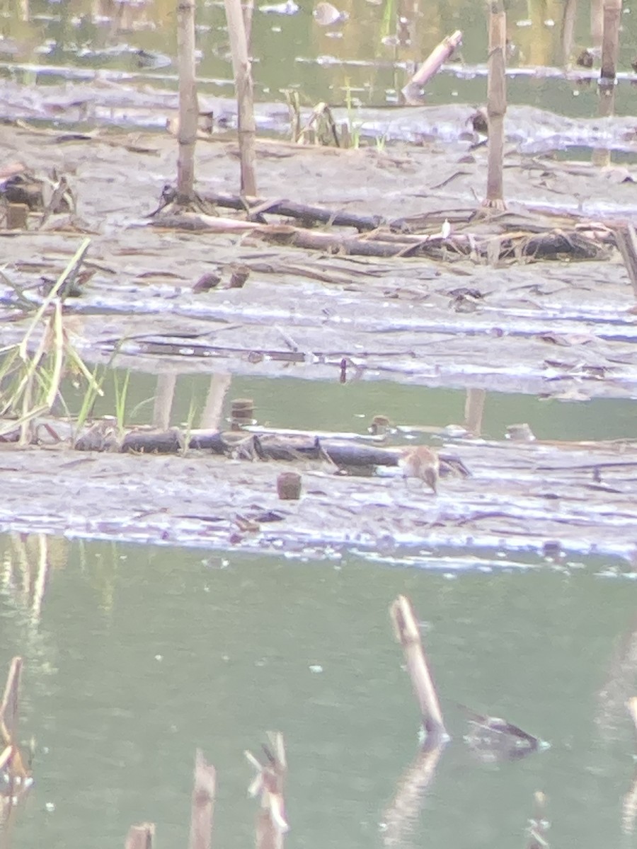 Semipalmated Sandpiper - ML608114411