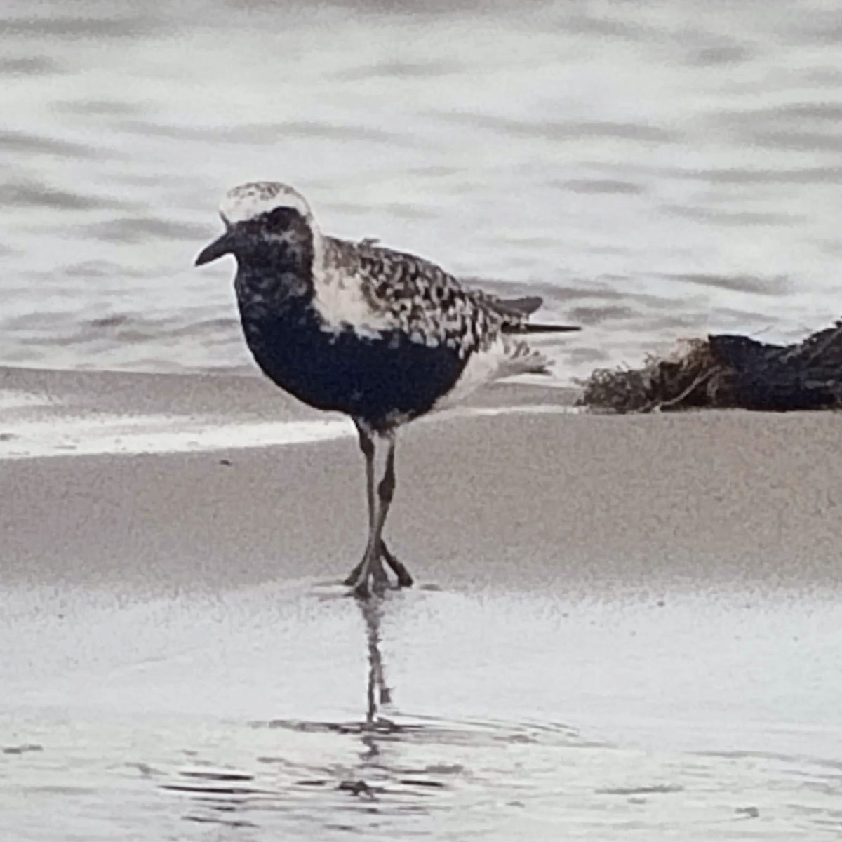 Black-bellied Plover - ML608114441