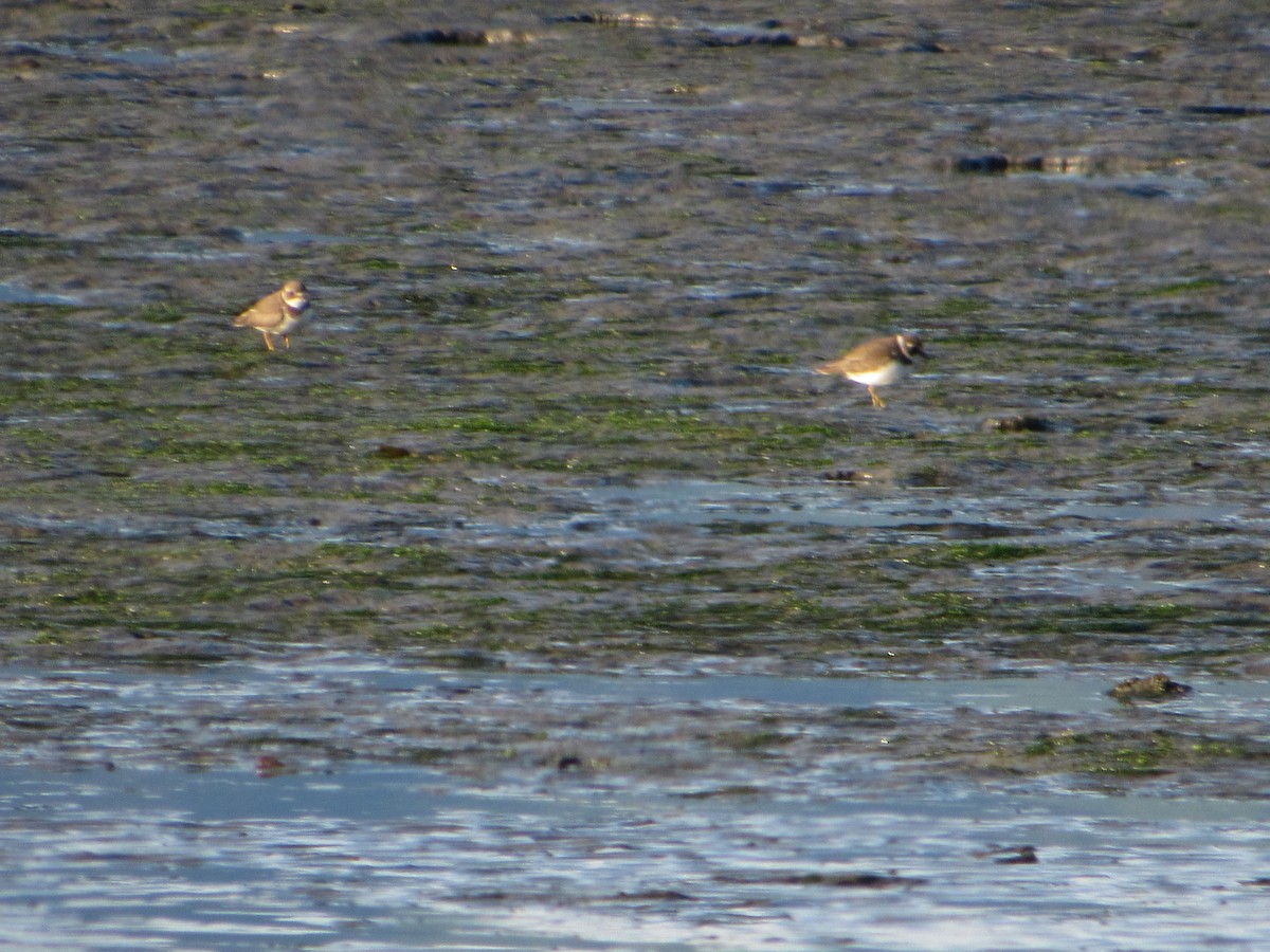 Semipalmated Plover - ML608115081