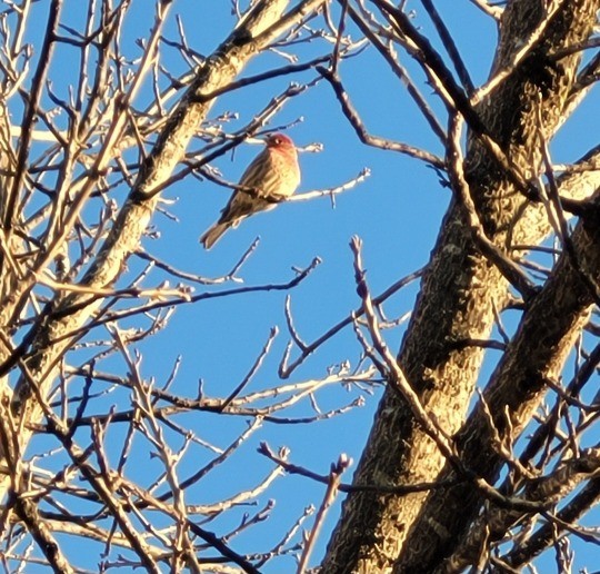 House Finch - ML608116061