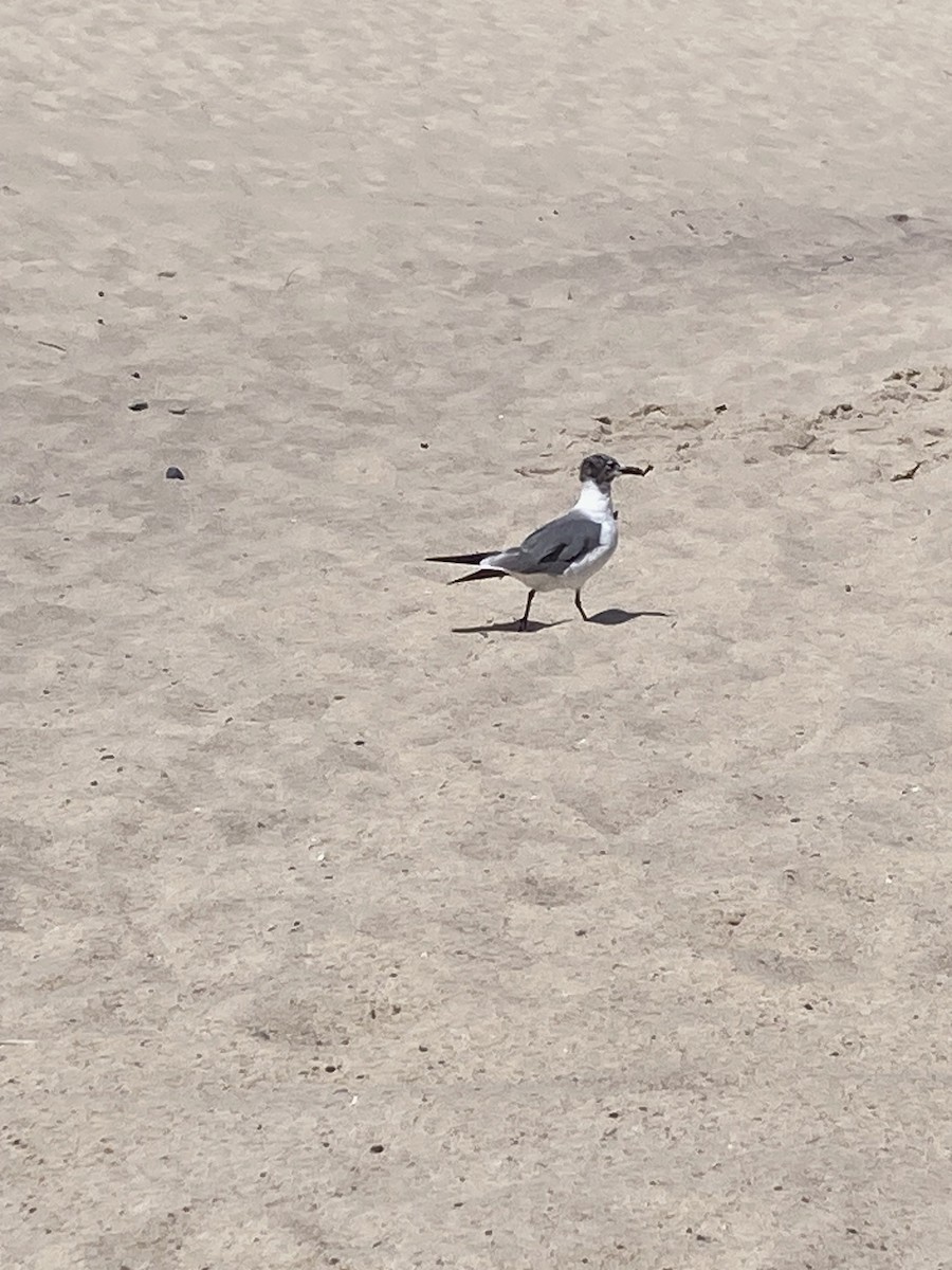 Laughing Gull - ML608116531