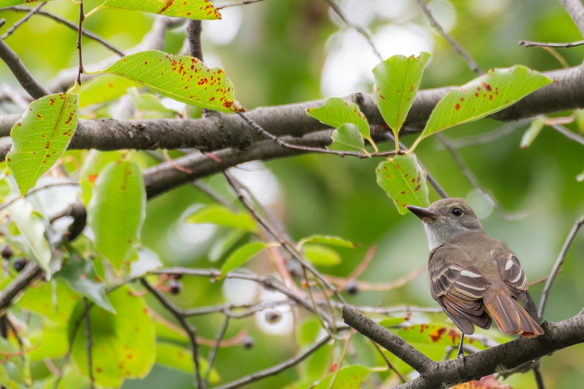 Great Crested Flycatcher - ML608116581