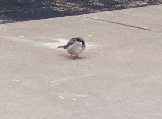 Оронгийн бор шувуу - ML608117151