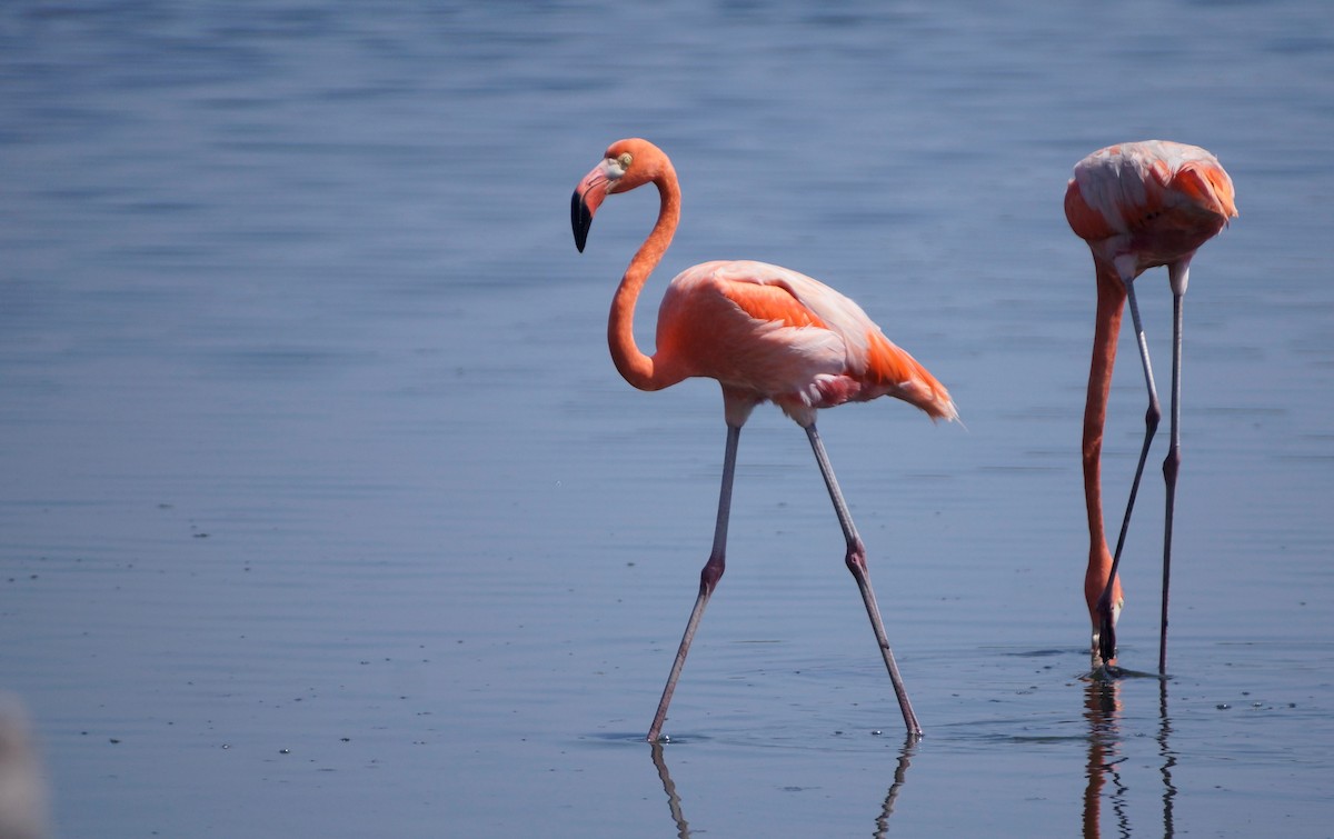 American Flamingo - ML608117431