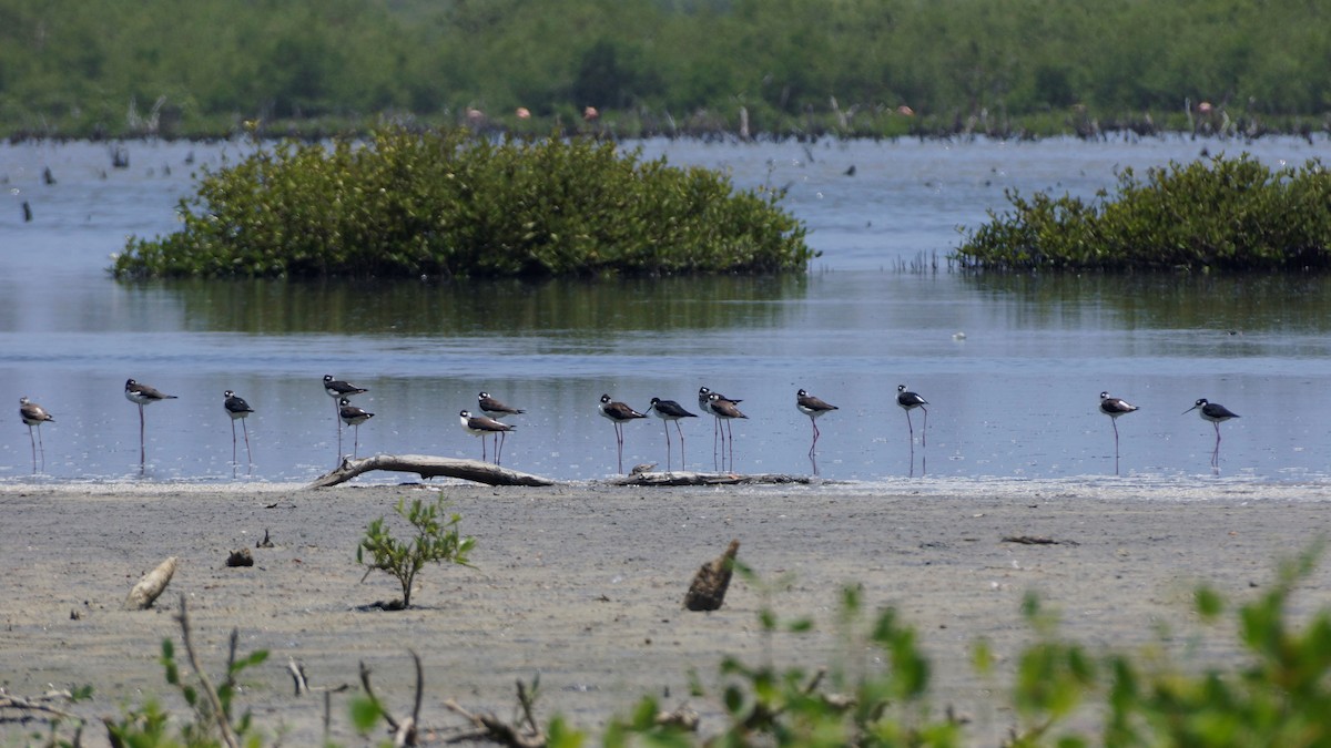 Black-necked Stilt - ML608117711