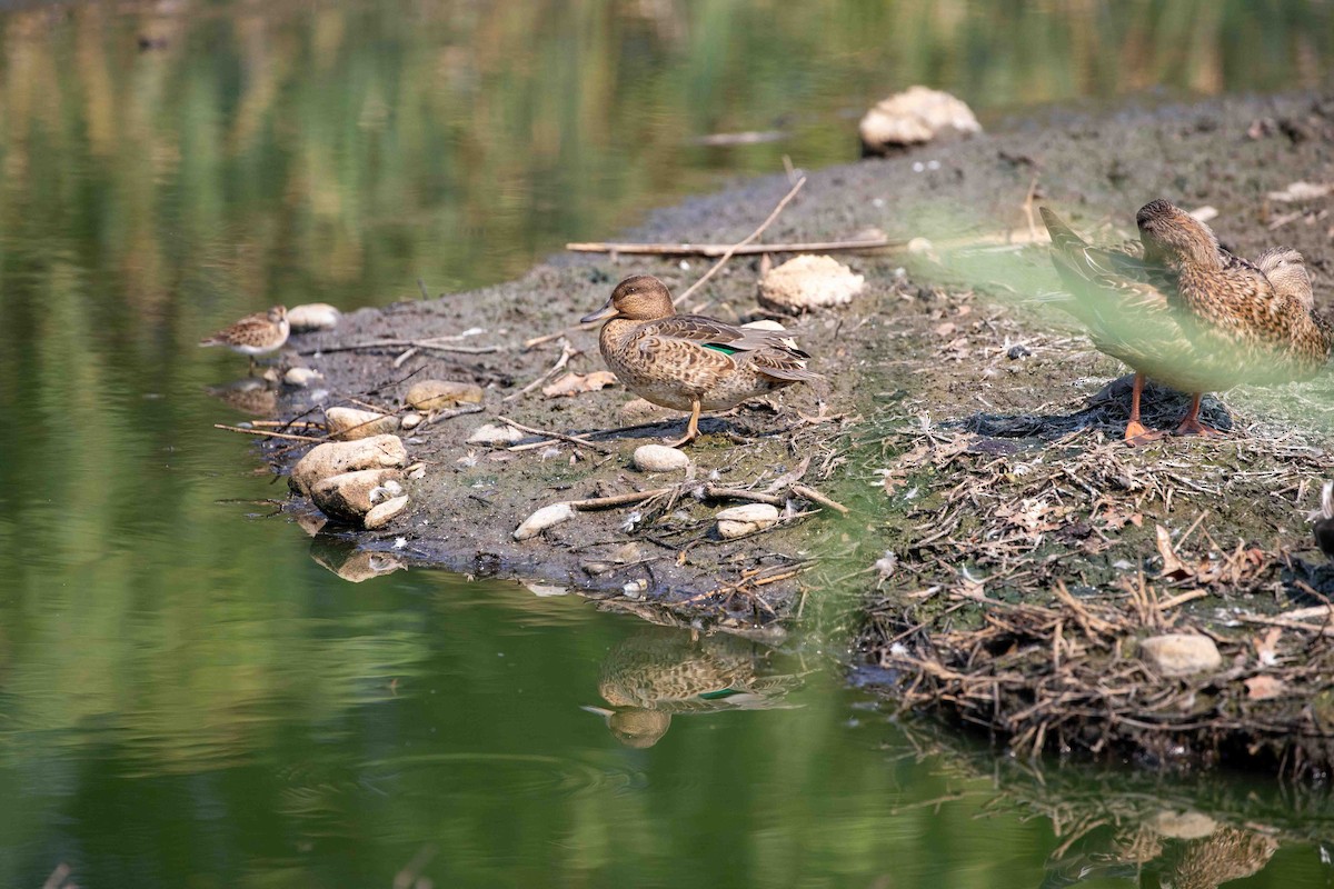 Green-winged Teal - ML608117771