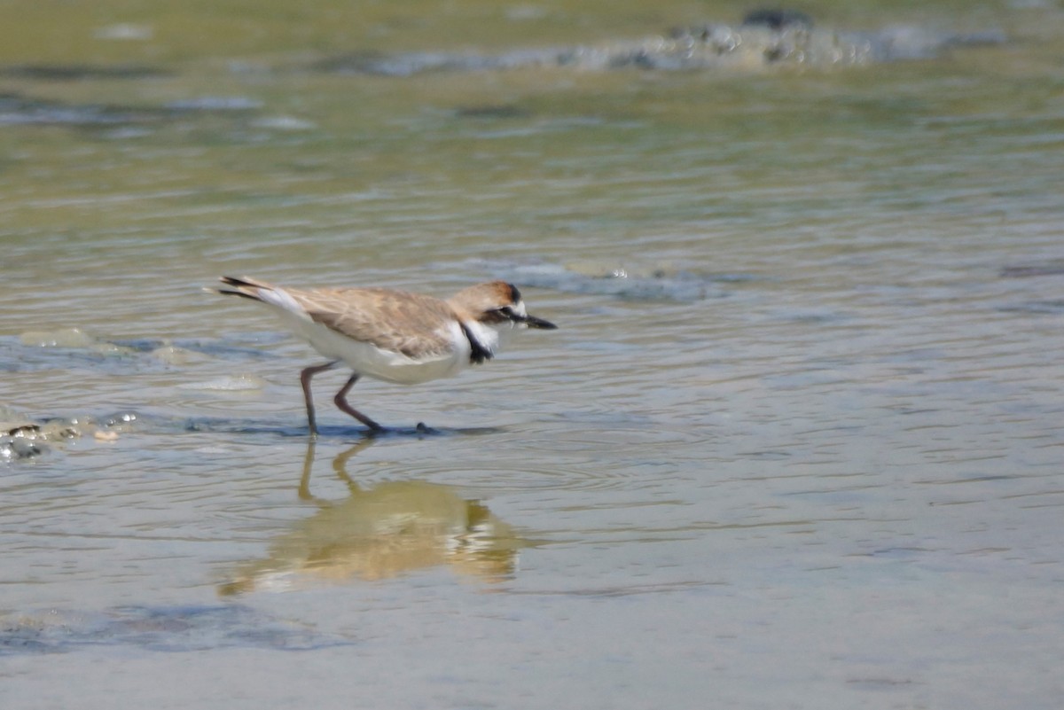 Collared Plover - ML608118451