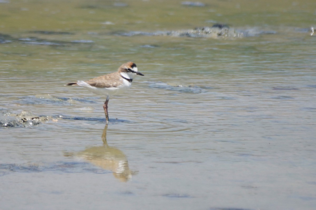 Collared Plover - ML608118461