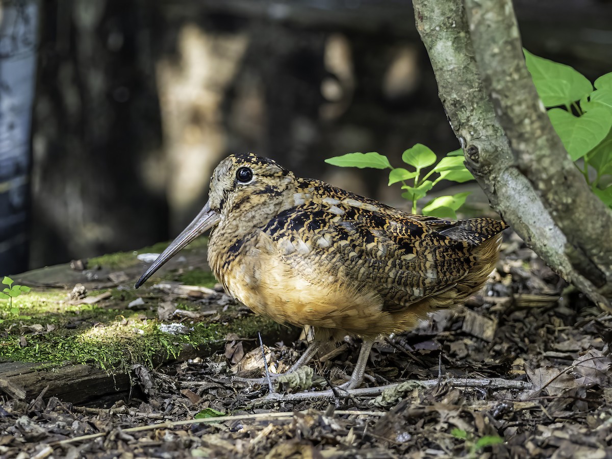 American Woodcock - Eric Matrejek