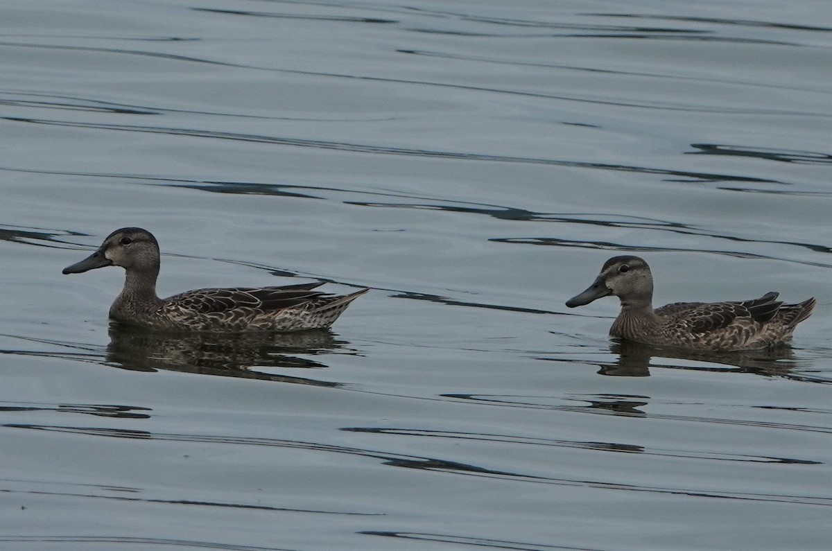 Blue-winged Teal - Duncan Evered