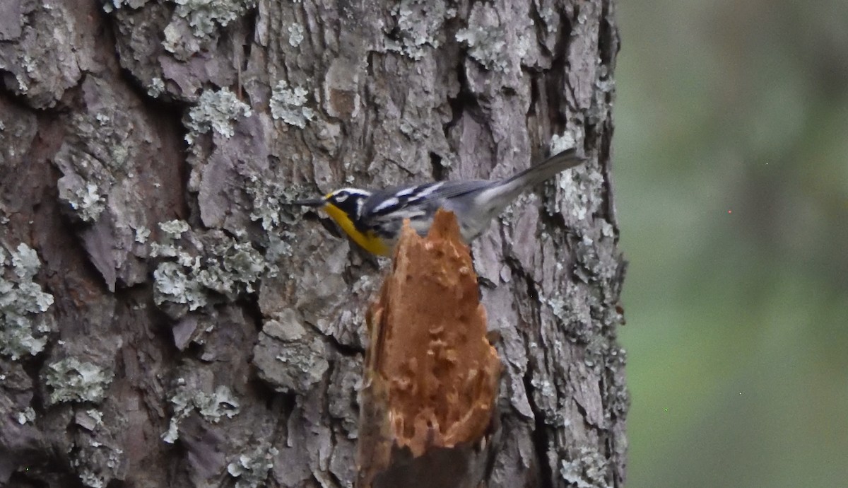 Paruline à gorge jaune - ML608119221