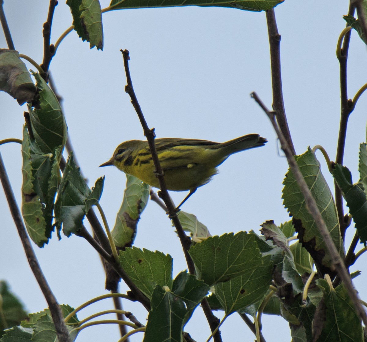 Prairie Warbler - ML608119281