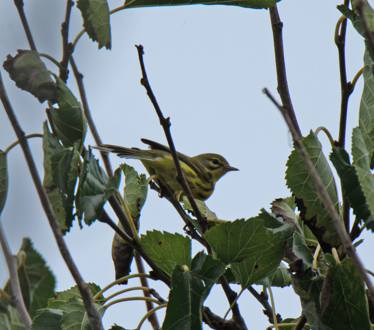 Prairie Warbler - ML608119301