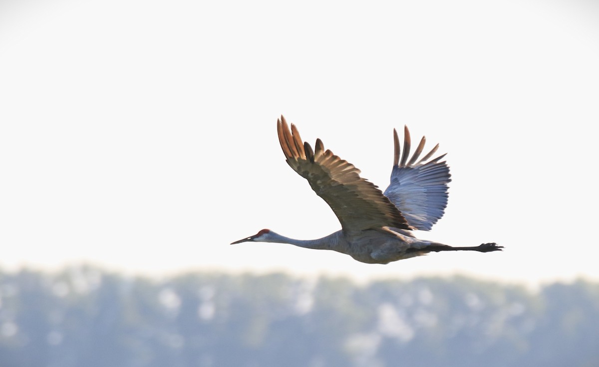 Sandhill Crane - Michael McAllister